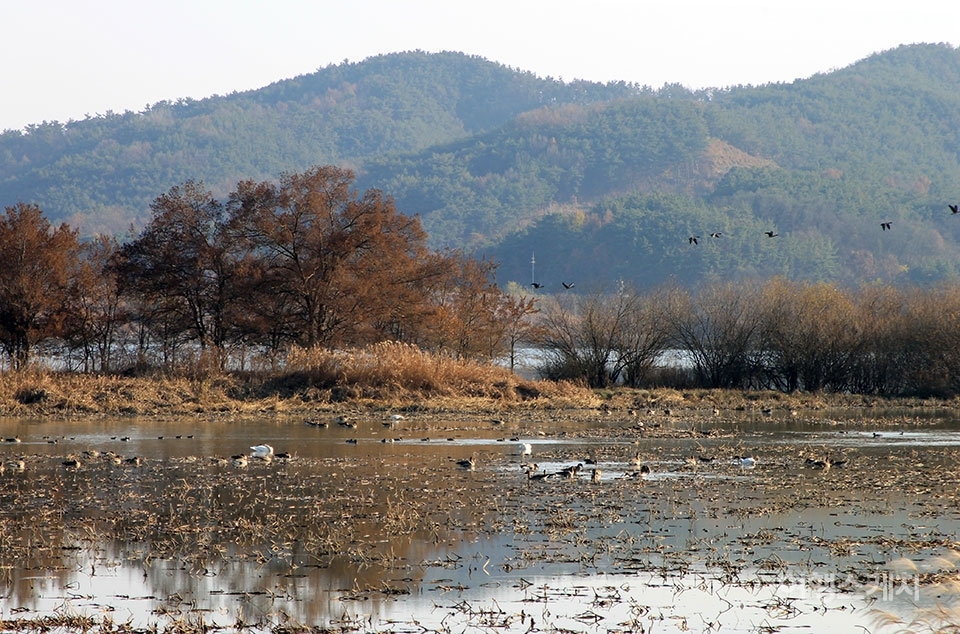 국내에서 가장 큰 자연 내륙 습지 우포늪 주매제방에 찾아온 철새들. 사진 / 김세원 기자