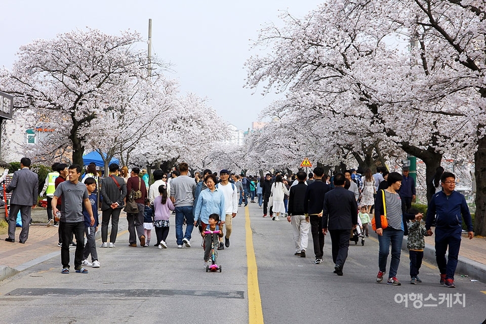 본격적인 봄을 알려줄 정읍벚꽃축제가 오는 30일부터 개최된다. 사진제공 / 정읍시청