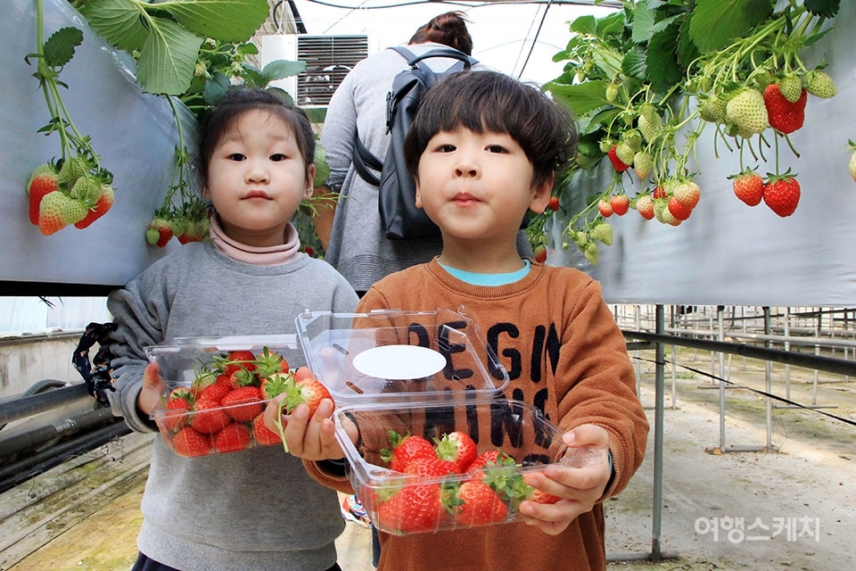 작은 손으로 열심히 따 채운 딸기 팩을 품에 안은 아이들이 자기 딸기를 자랑한다. 사진 / 김세원 기자