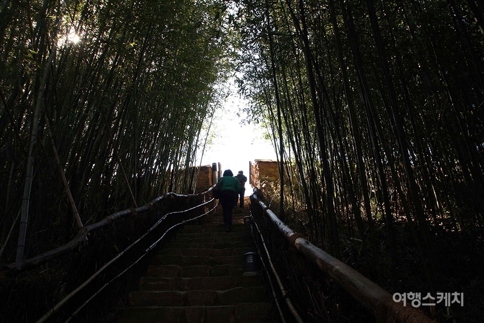대나무로 둘러싸인 길은 다른 세계로 통하는 길 같다. 사진 / 김세원 기자