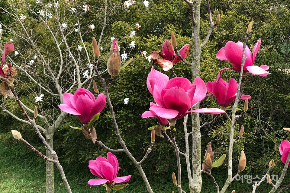 천리포수목원에서는 4월부터 여름, 가을까지 목련꽃을 볼 수 있다. 사진 / 조용식 기자