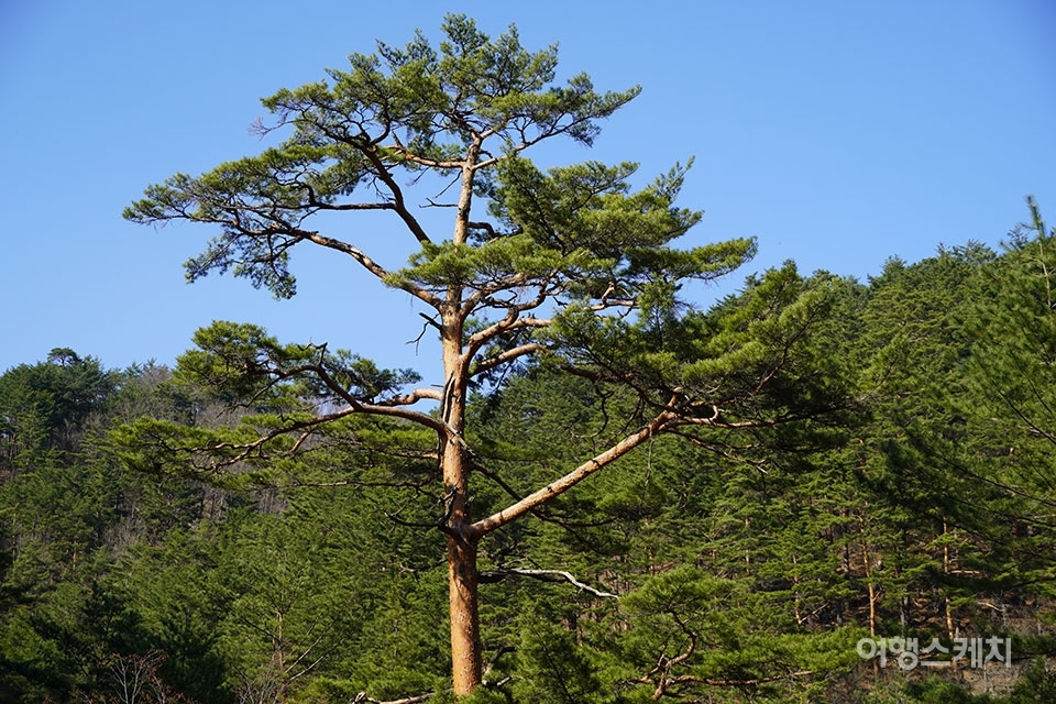 금강소나무의 가장 큰 특징은 곧게 자란다는 것. 사진 / 김세원 기자