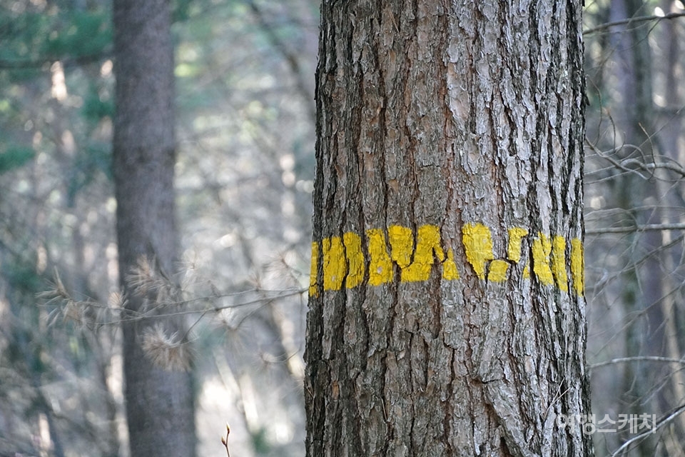 길을 걷다 보면 노란색 띠가 둘러진 소나무가 보인다. 국가에서 사용할 소나무를 표시해 둔 것. 사진 / 김세원 기자
