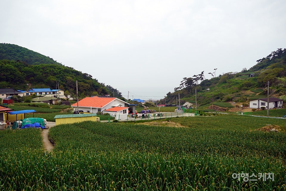 가의도에서 어디로 고개를 돌려도 보이는 육쪽마늘 밭. 사진 / 김세원 기자