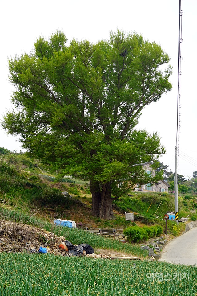 갈림길을 지나면 바로 보이는 은행나무. 사진 / 김세원 기자