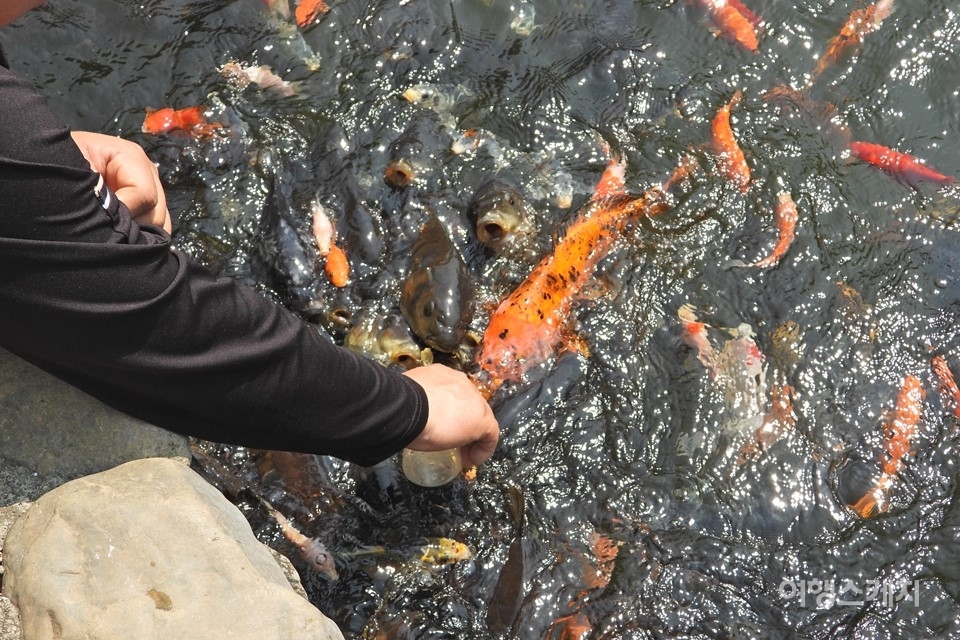 이서물고기마을에서는 수 많은 물고기들에게 직접 먹이를 줄 수 있다. 사진 / 황병우 기자