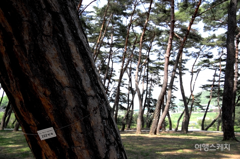 수백그루의 소나무마다 번호표가 달려 있다. 현재 876번까지 확인된 상태. 사진 / 이해열 기자