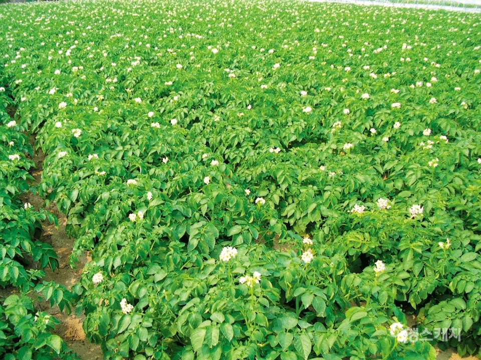 흐드러지게 핀 감자꽃. 여름에는 감자나 옥수수를 싸게 살 수 있다. 2003년 7월. 사진 / 남궁순금