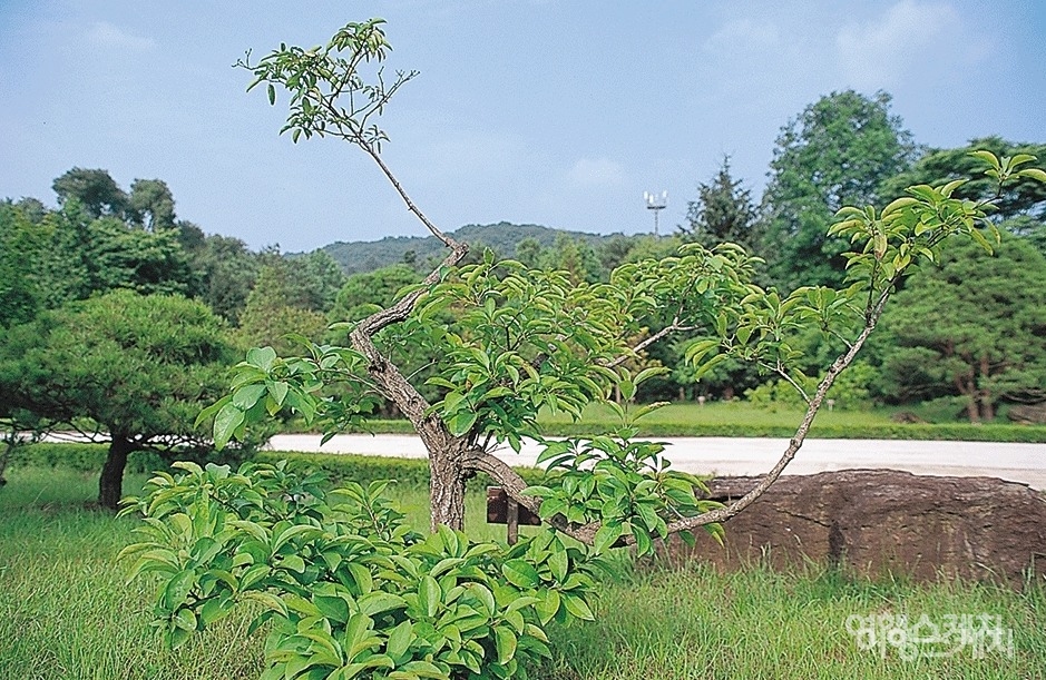 아름다운 광릉 수목원의 풍경. 2003년 8월. 사진 / 김연미 기자