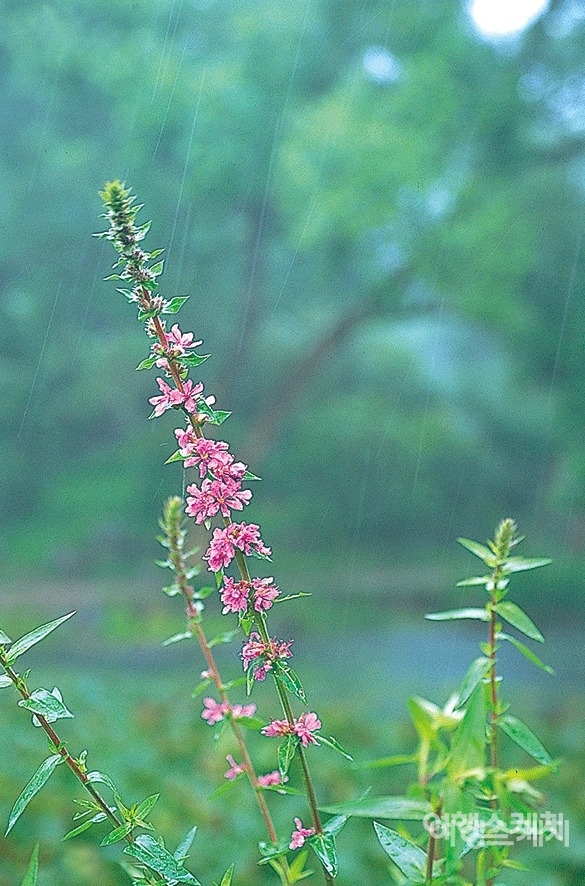 비를 맞고 있는 부처꽃. 꽃말은 호수와 정열. 2003년 8월. 사진 / 김연미 기자