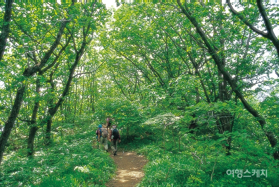가리산에는 떡갈나무, 상수리나무, 굴참나무 등 참나무과 활엽수들이 숲을 이루고 있다. 2003년 8월. 사진 / 박상대 기자