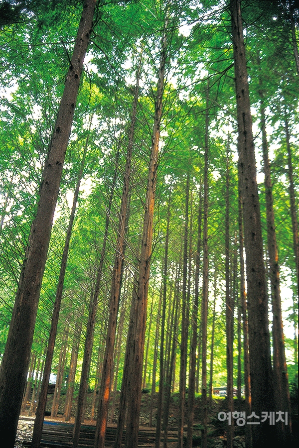장태산휴양림의 명물 메타세쿼이어 숲. 2003년 8월. 사진 / 이민학 기자