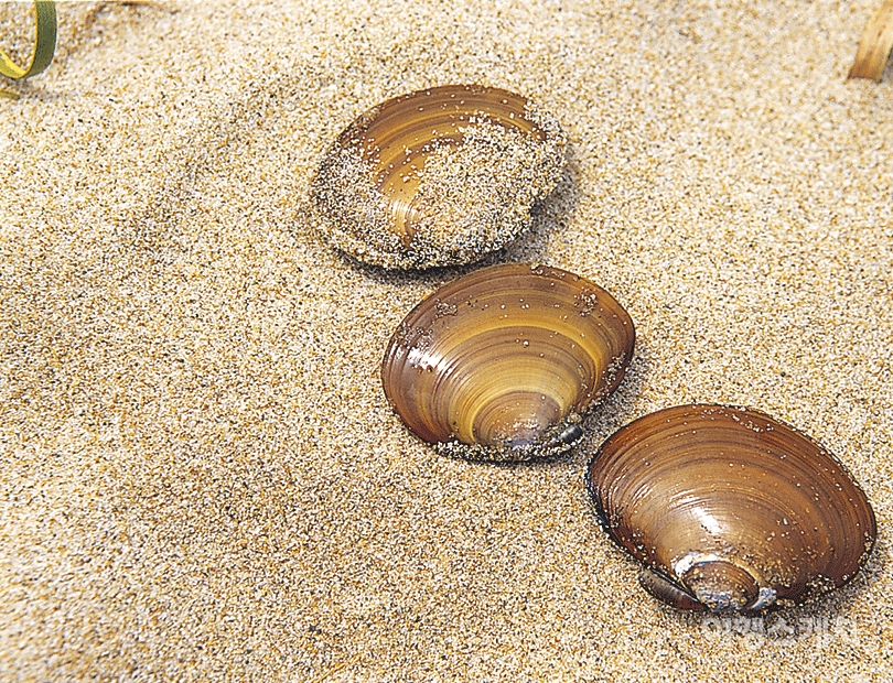 해변에서 잡은 조개. 모래가 많이 들어있어서 먹기가 어렵다. 2003년 9월. 사진 / 김연미 기자