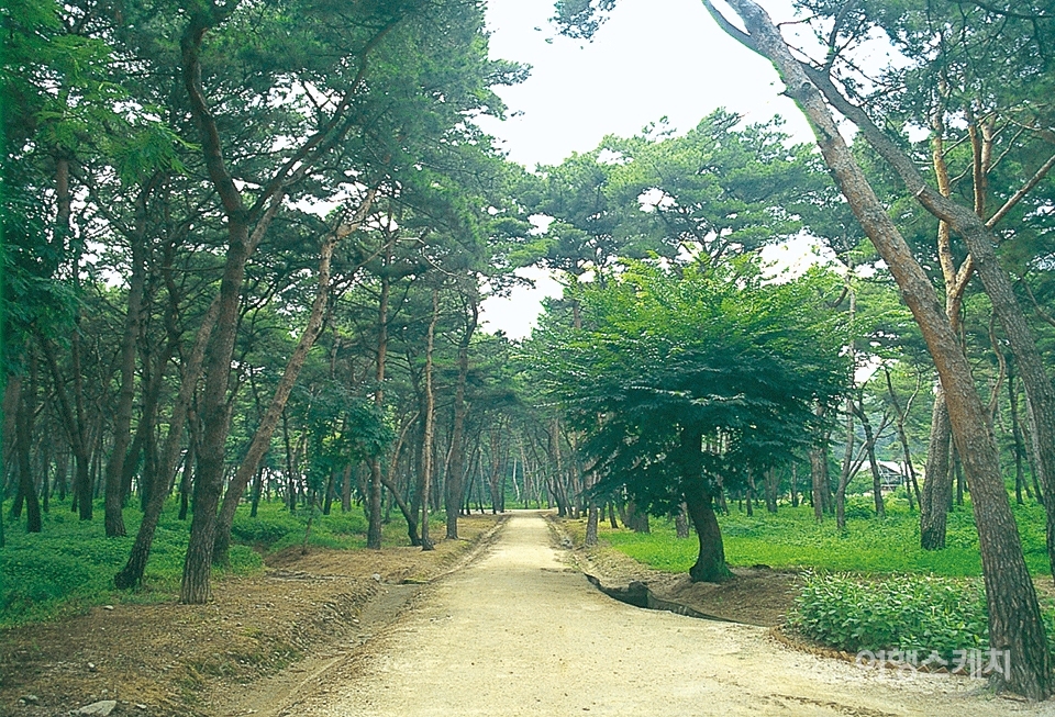 사릉에는 한 때 아름드리 소나무 숲이 우거졌는데 현대화 과정에서 대부분 베어냈다고 한다. 2003년 9월. 사진 / 박상대 기자
