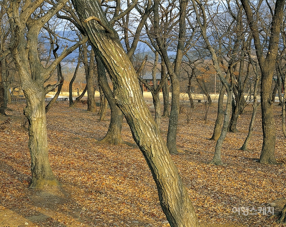 울창한 나무들이 멋진 풍경을 자랑하는 함양 상림. 2003년 9월. 사진 / 김상문 사진 작가