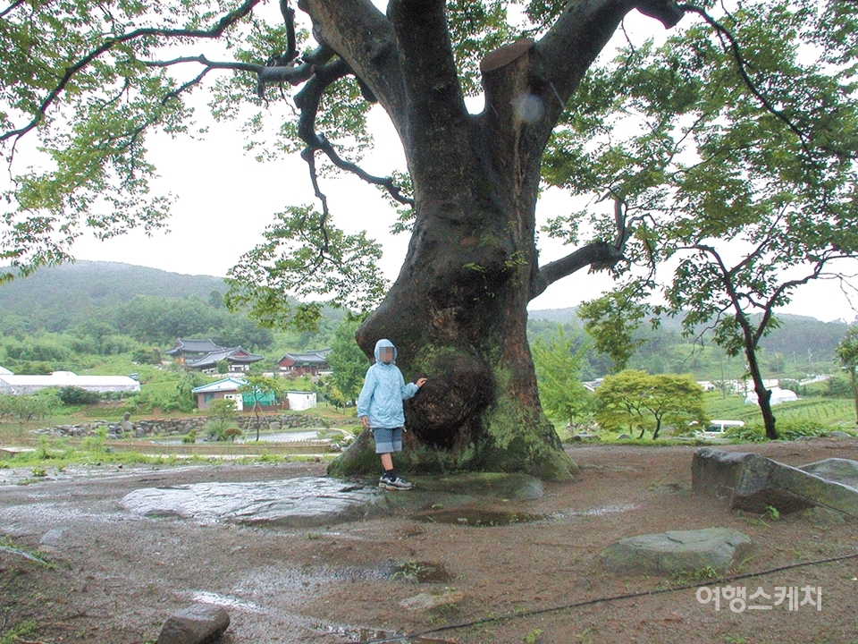 5백년 된 마을의 느티나무. 2003년 10월. 사진 / 구동관