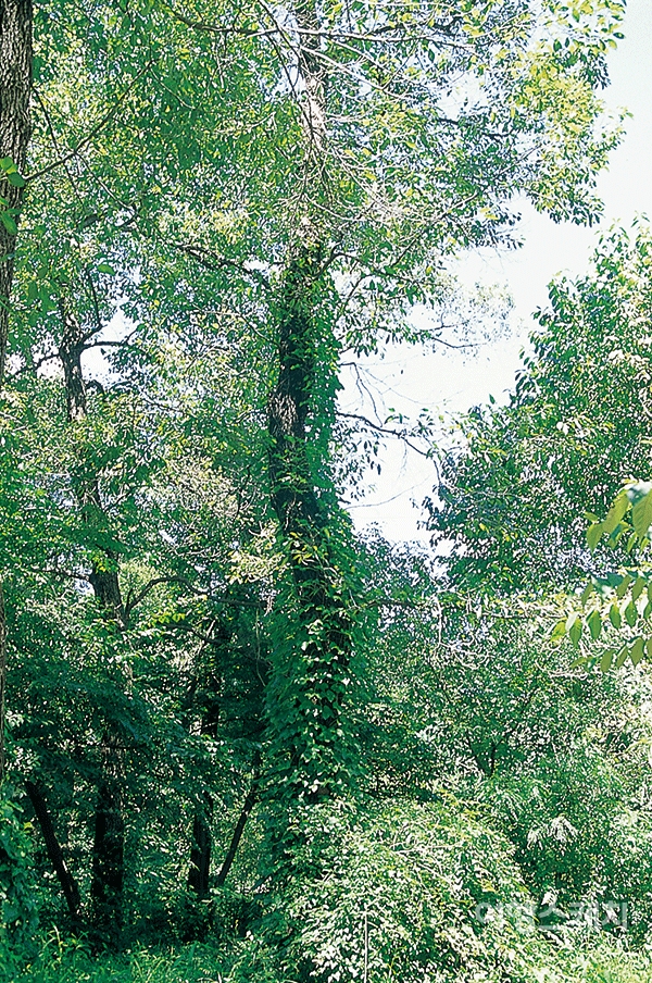 왕릉에는 대부분 음지 식물이나 넝쿨식물들이 있어 세월의 더께를 느끼게 한다. 2003년 10월. 사진 / 정대일 기자