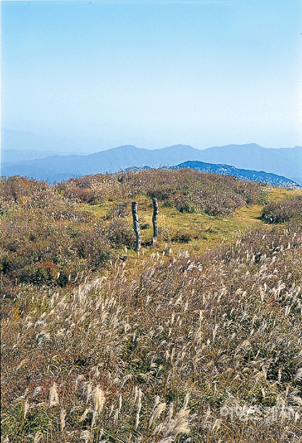 모산재에서 목장지대로 넘어가는 길목에 있는 억새밭이 또 다른 풍경을 선보인다. 2003년 12월. 사진 / 김정민 기자
