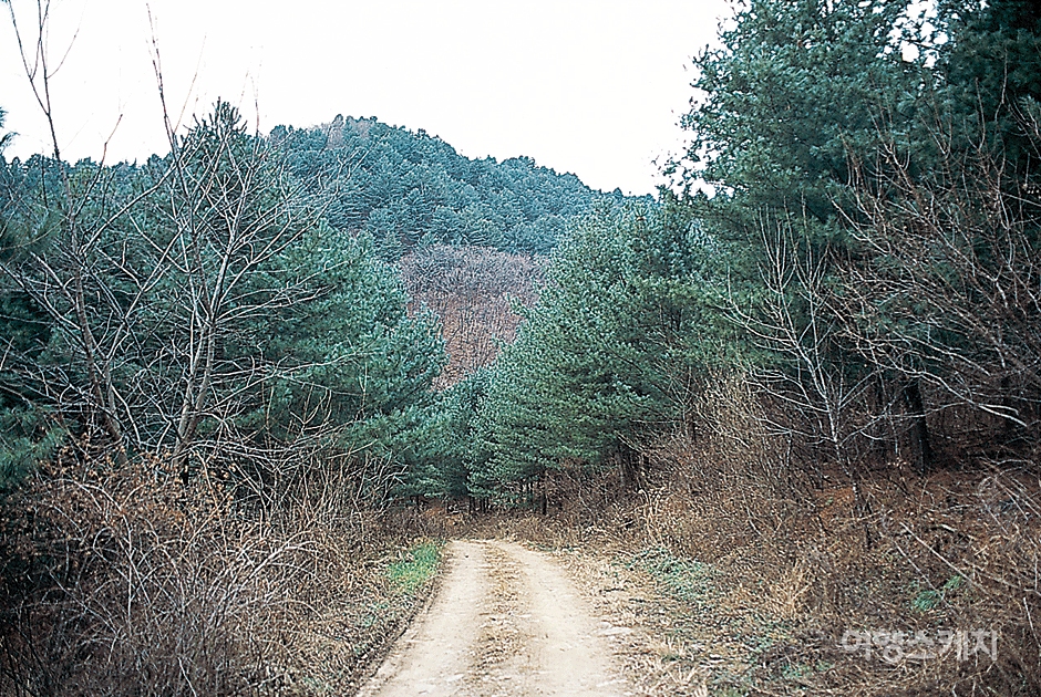 연인능선을 타고 내려오면 만나는 산림도로에는 1백년 된 푸른 소나무들이 울창하다. 2004년 1월. 사진 / 이민학 기자