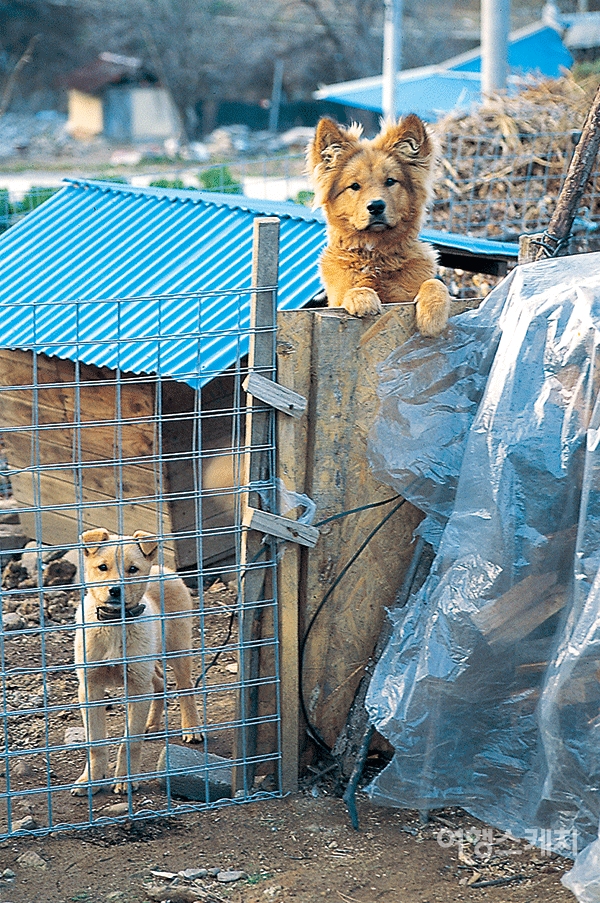 동네 개들도 낯선 사람을 구경하는 탁장사마을. 2004년 1월. 사진 / 김정민 기자