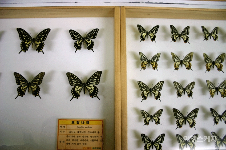 나비표본전시관의 호랑나비. 오른쪽 나비는 봄 나비, 왼쪽 큰 나비는 여름 나비다. 같은 호랑나비라도 철에 따라 몸집이 다르다. 2004년 2월. 사진 / 이민학 기자