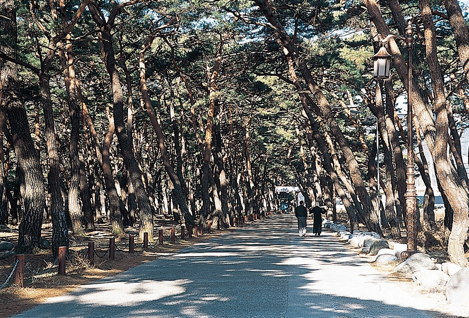 수나무 숲 터널. 2004년 2월. 사진 / 김연미 기자