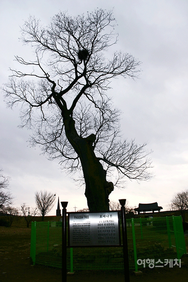 해미읍성 안에 있는 호야나무. 여기에 교인들을 메달아 놓고 고문했다. 2004년 4월. 사진 / 정대일 기자