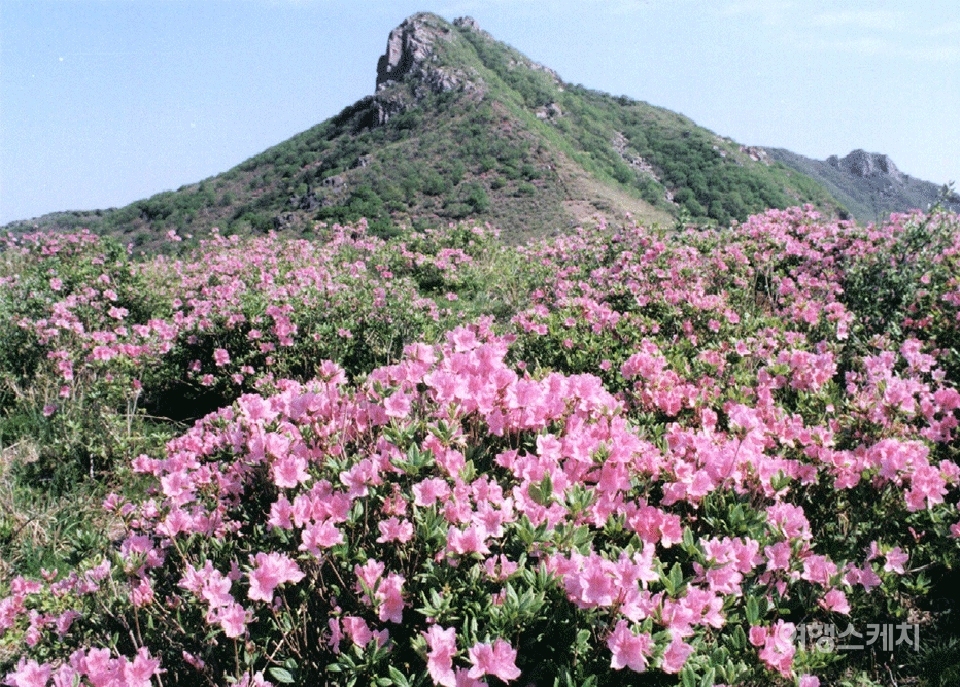 봄이면 황매산 모산재 철쭉제가 유명하다. 2004년 5월. 사진 / 이민학 기자