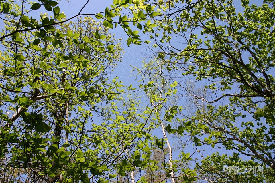 신갈나무의 연두색 이파리들이 하늘을 가리고 있다. 햇빛에 빛나는 모습이 환상적이다. 2004년 6월. 사진 / 박상대 기자