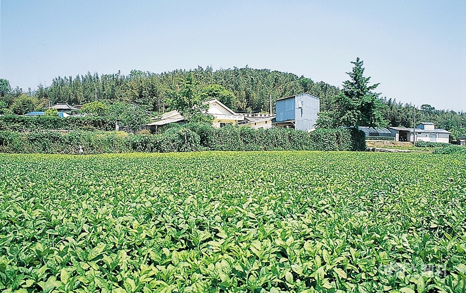 나주는 드넓은 평야에서 생산하는 농산물들이 유명하다. 2004년 7월. 사진 / 김정민 기자