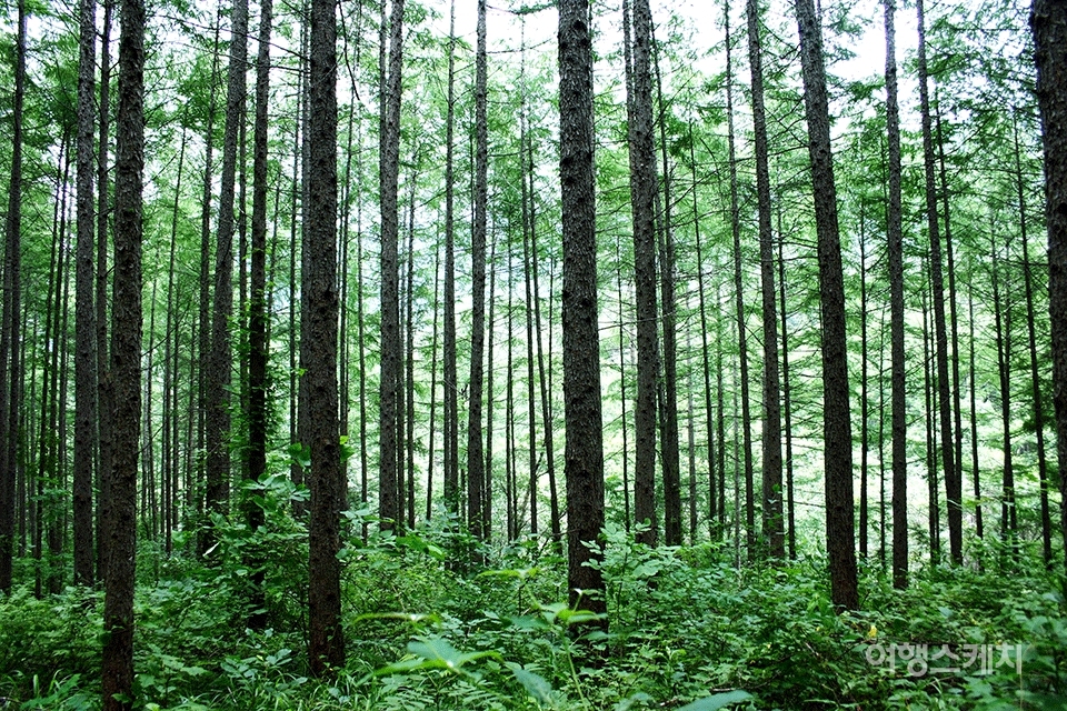 보기만 해도 시원한 침엽수림. 2004년 9월. 사진 / 이종원 객원기자