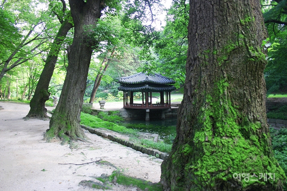 오랜세월 왕들의 쉼터이자 정원이었던 창덕궁. 2004년 9월. 사진 / 김연미 기자