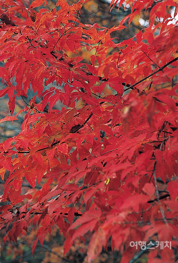 오서산 휴양림의 붉은 단풍. 2004년 10월. 사진 / 김연미 기자