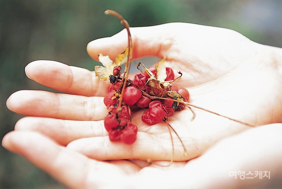 숲이 키워낸 붉은 열매. 2004년 10월. 사진 / 김연미 기자