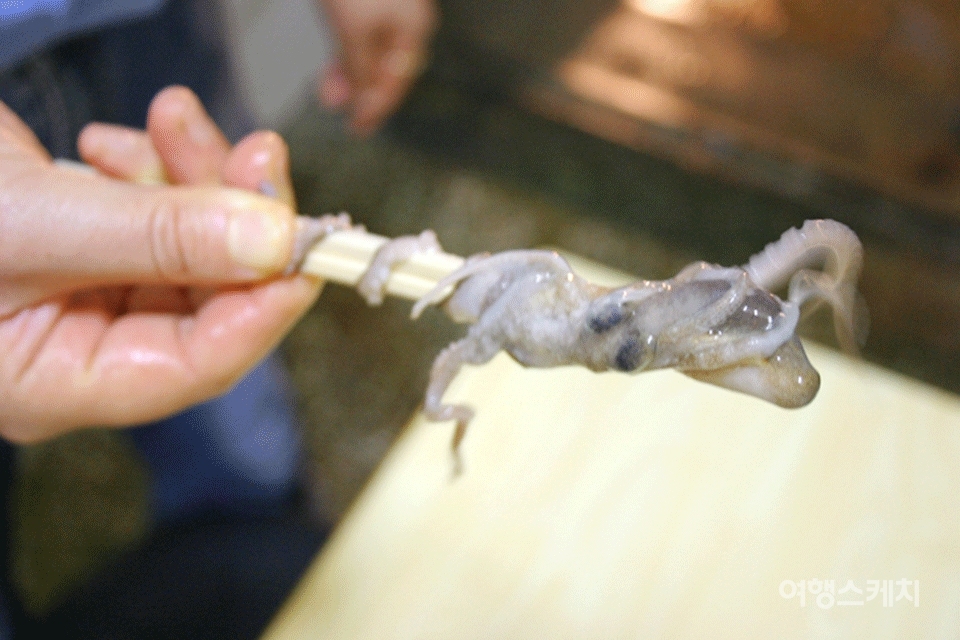 산낙지를 먹는 법. 낙지 다리를 젓가락에 돌돌 만 모습. 2004년 11월. 사진 / 김연미 기자