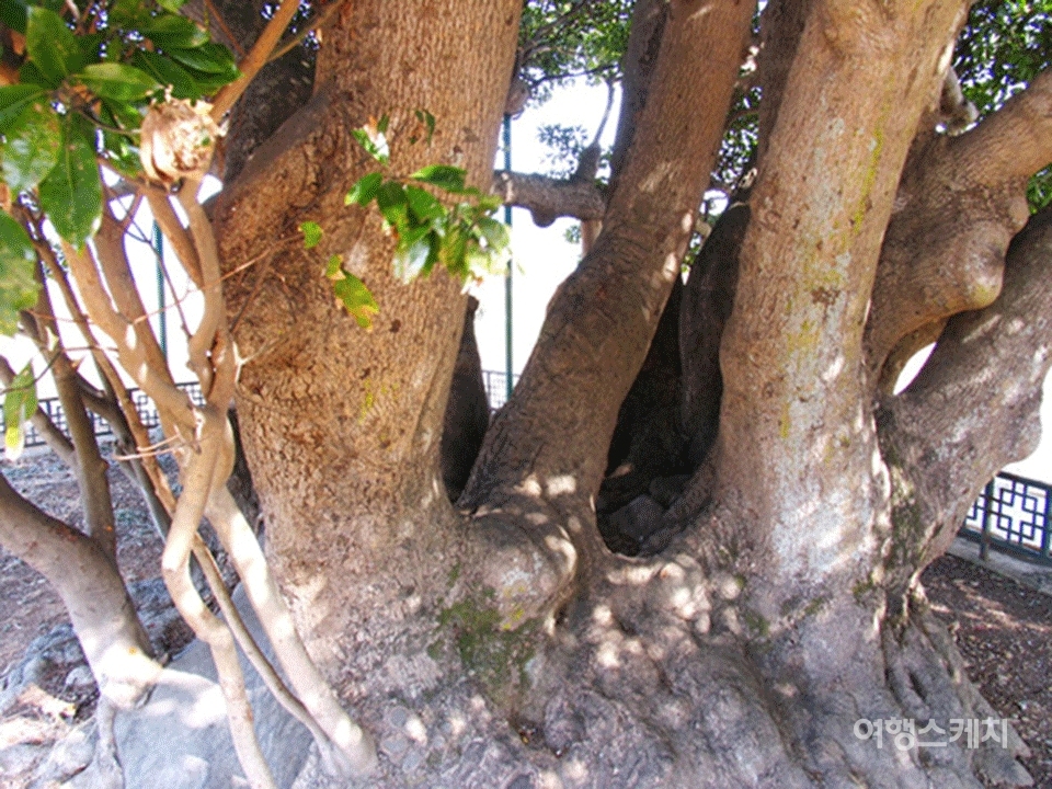 단항 마을의 왕후박나무가 있는 풍경. 왕후박나무를 자세히 보면 11 줄기가 얽혀 한 몸을 이루고 있다. 2005년 5월. 사진 / 김진용 기자