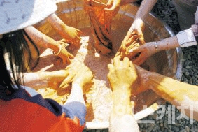 황토흙을 곱게 푼 물에 정면된 손수건을 넣고 3시간 정도 주무른다. 2005년 6월. 사진 / 박지영 기자