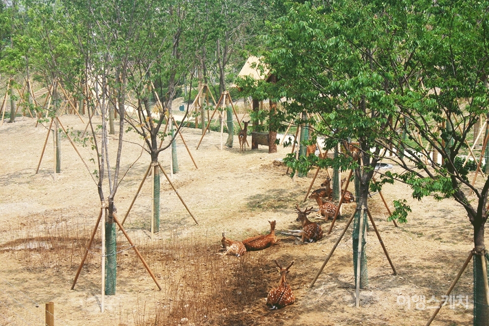 사슴과 사람이 공존하는 서울 숲. 2005년 8월. 사진 / 박지영 기자