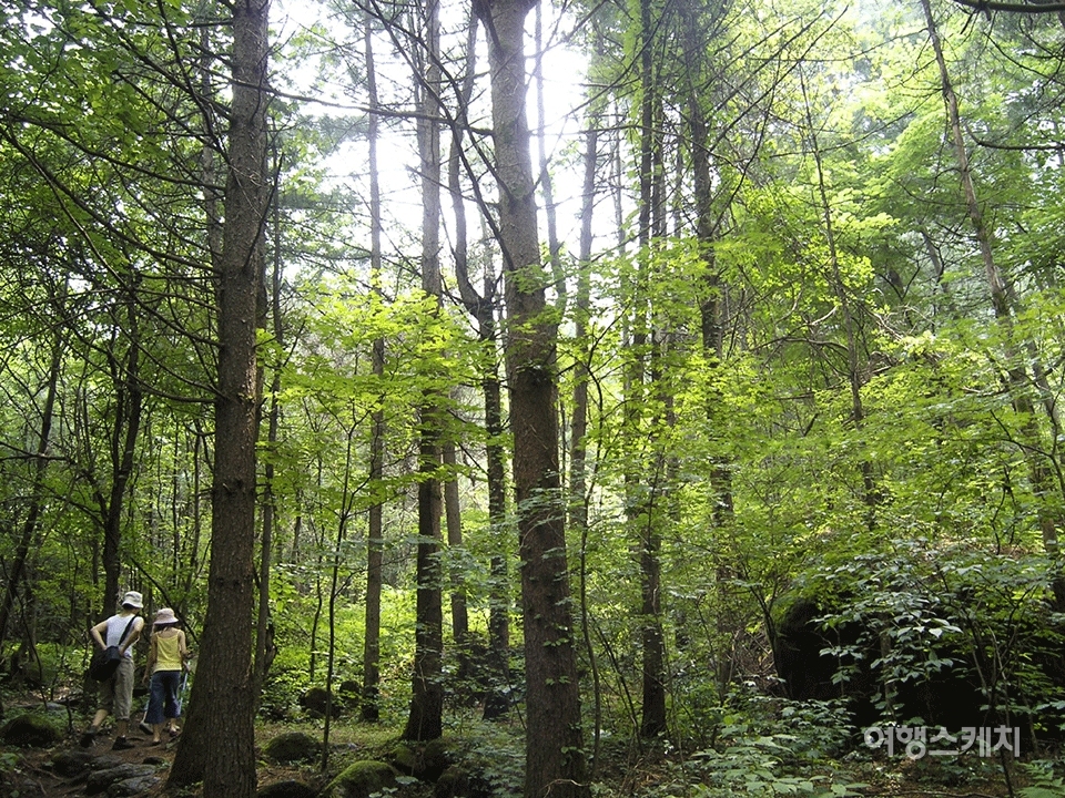 석룡산 자락, 조무락골의 울창한 숲. 2005년 9월. 사진 / 김선호 객원기자