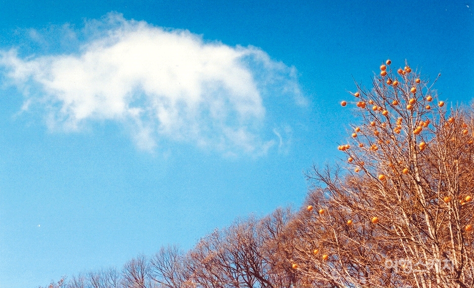 무량수전 배흘림 기둥에 기대서서 뜬 구름을 바라보다. 2006년 1월. 사진 / 김은주 객원기자
