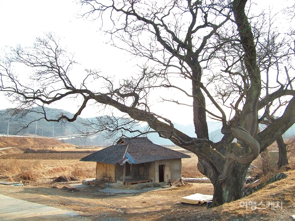삼강나루 주막과 주막의 애환을 지켜보는 느티나무. 2006년 3월. 사진 / 박영오 객원기자