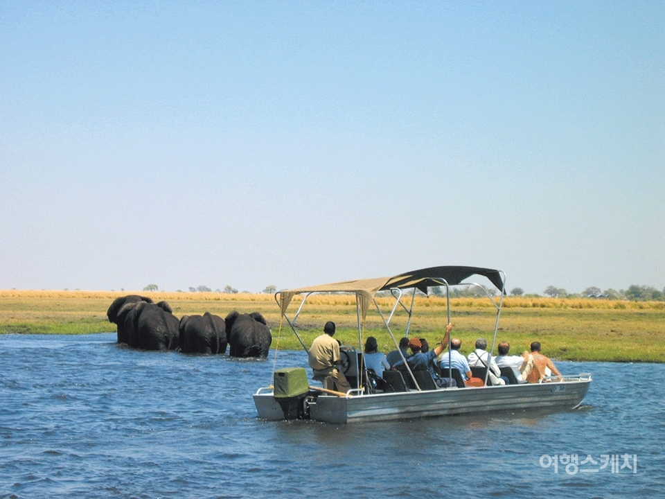 강을 헤엄쳐서 건너가는 코끼리 무리를 보기 위해 가까이 다가가는 보트. 2006년 3월. 사진 / 이분란 객원기자