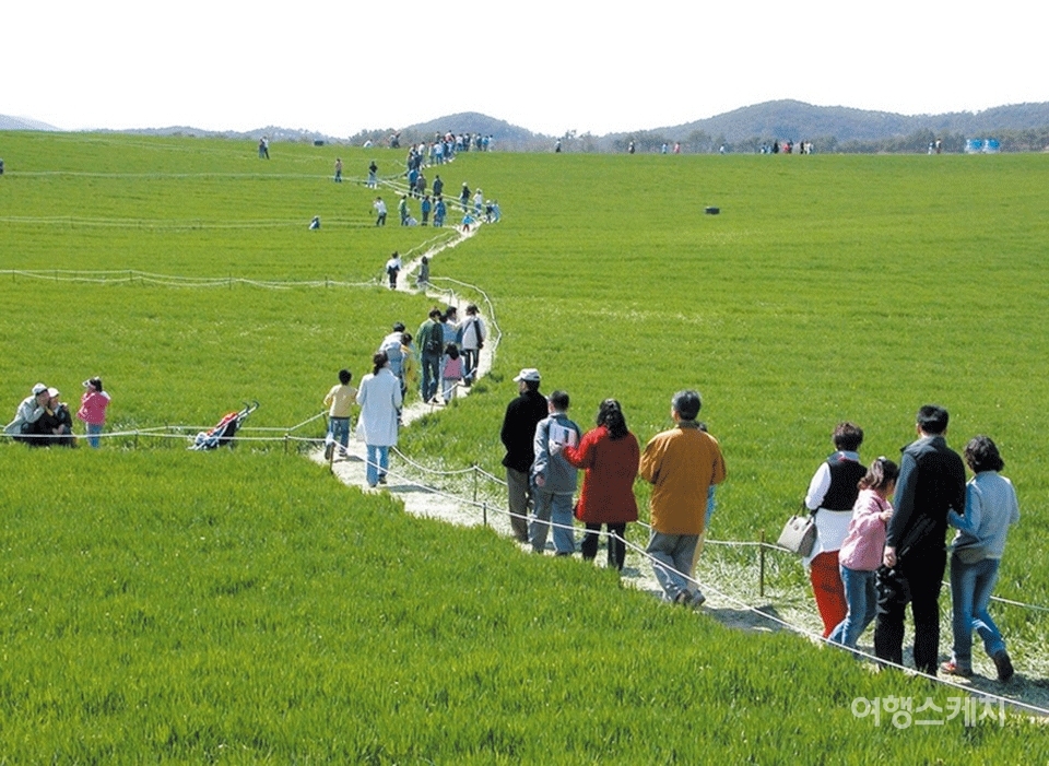 고창 학원농장의 청보리밭 풍경. 2006년 4월. 사진 / 이민학 기자
