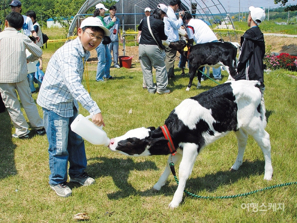 당진 낙농우유체험. 2006년 4월. 사진 / 구동관 객원기자