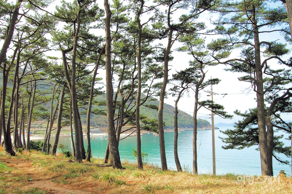해변 옆으로는 송림숲이 펼쳐진다. 2006년 5월. 사진 / 이수인 기자