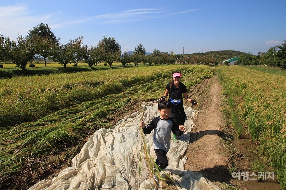 창원 빗돌배기마을에서 수확한 벼를 들고 기뻐하는 어린이의 모습. 사진 / 조아영 기자