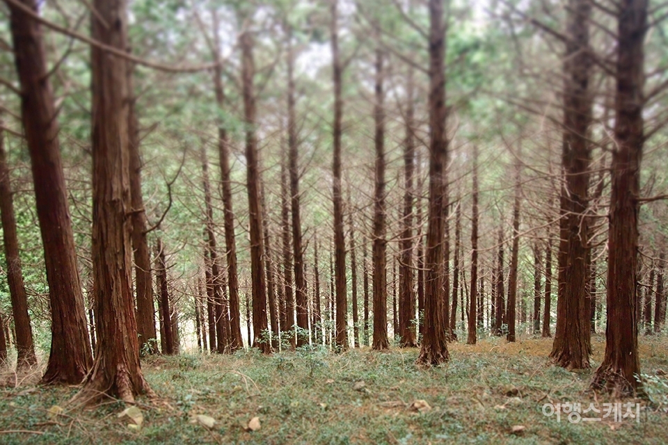 삼나무와 편백나무가 빽빽한 '봉래산 삼나무 숲'. 2015년 3월 사진 / 전설 기자
