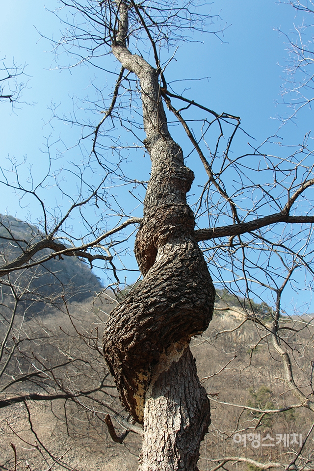밤나무골을 겉다 마주친 이무기가 똬리를 튼 모양의 밤나무. 2015년 3월 사진 / 박효진 기자