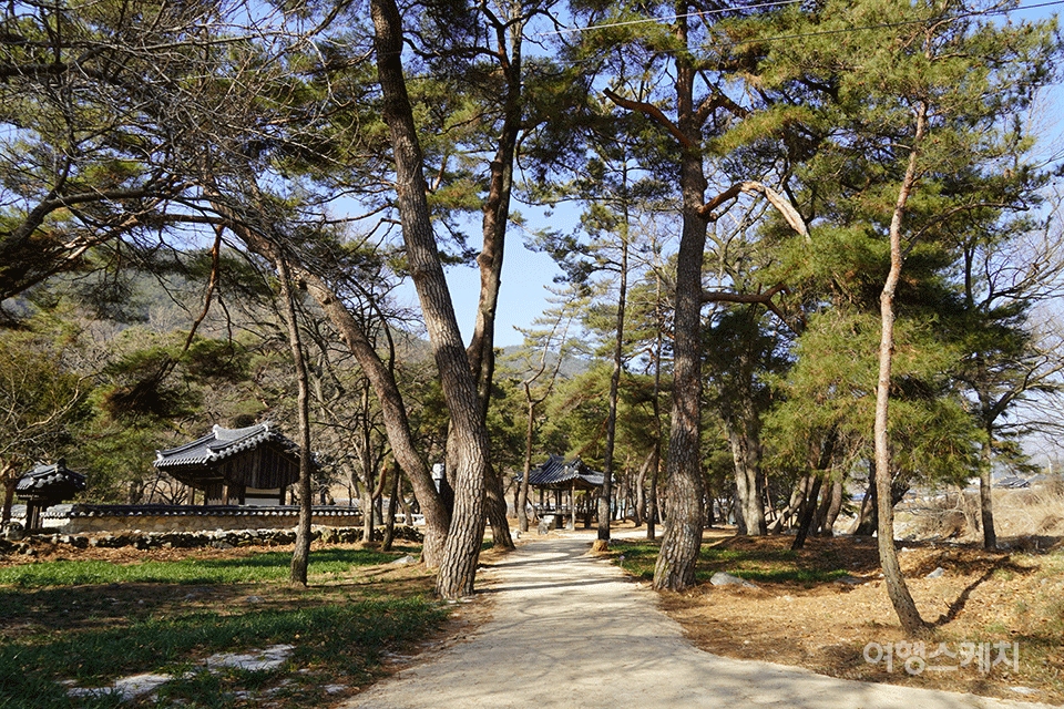 정자와 소나무의 조화가 아름다운 갈계숲. 사진 / 류인재 기자