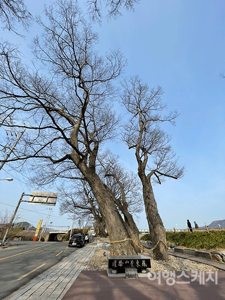 봉동의 당산나무. 사진 / 조용식 기자